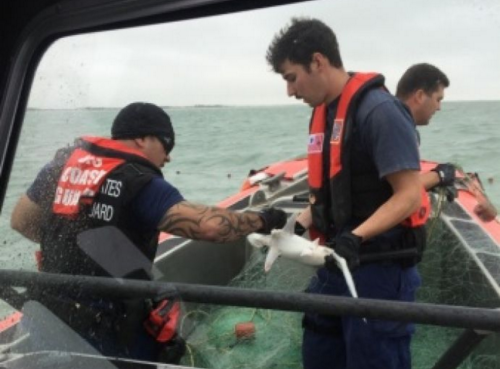 Coast Guard Rescues 50 Sharks From Illegal Nets