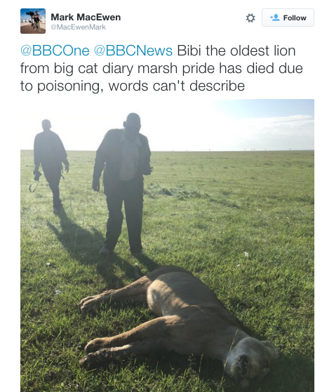 2 Lions Found Dead in Poisoning of Famous Pride