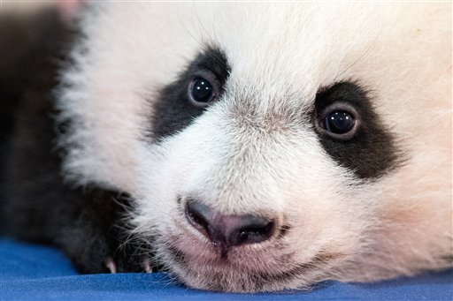 National Zoo's Baby Panda Is No Shrinking Violet