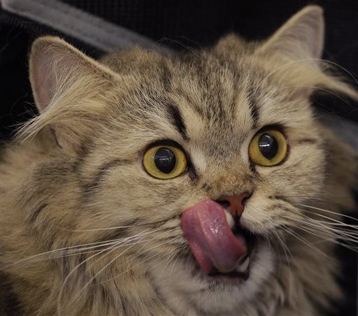 Cat Guy Says He's Figured Out Feline Longevity
