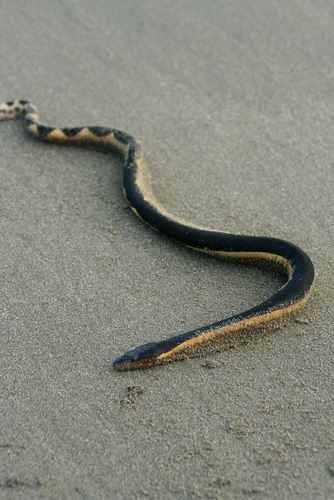 Rare Venomous Sea Snake Found in California, Again