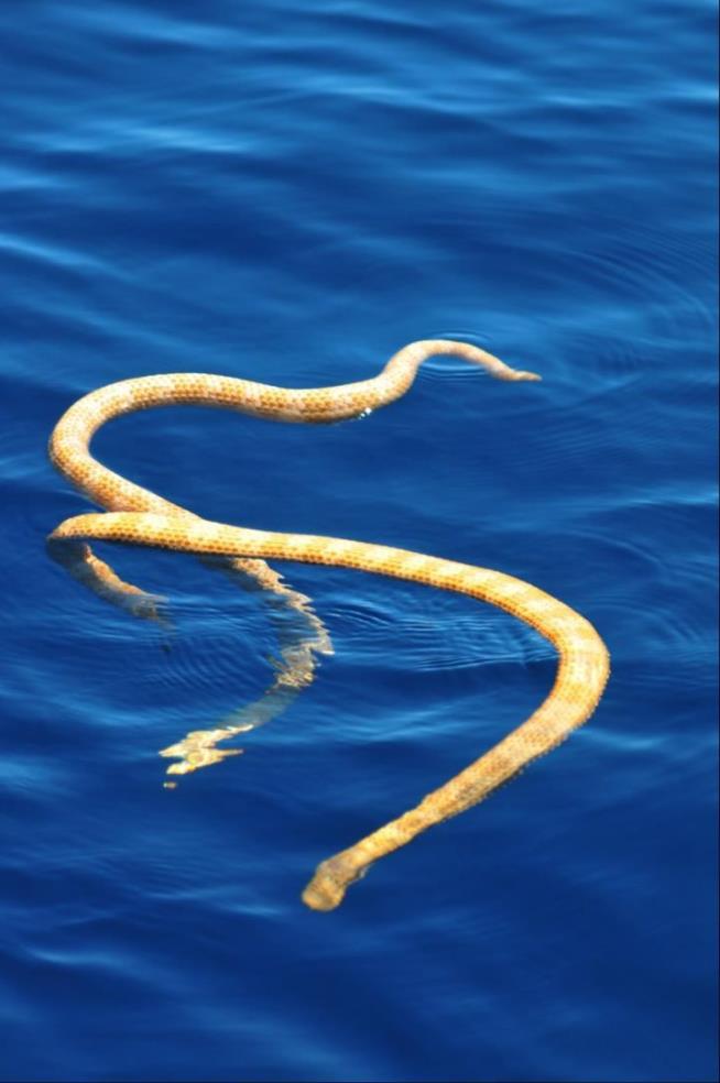 2 'Extinct' Snakes Found Swimming Happily