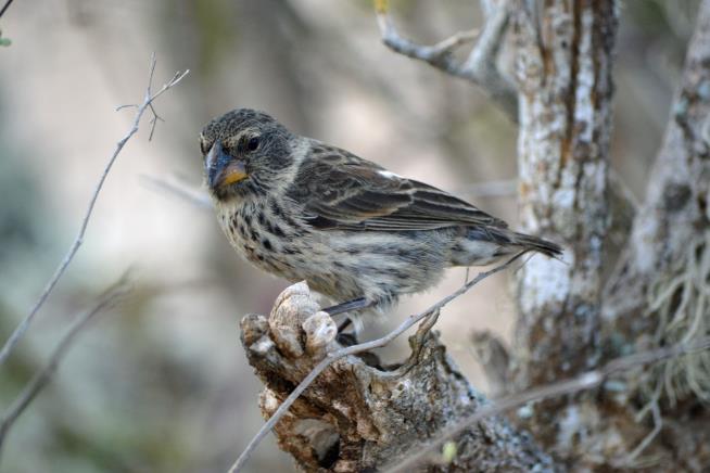 Charles Darwin's Finches Could Soon Be Extinct