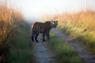 Math Model Helps Answer Riddle of Tiger's Stripes
