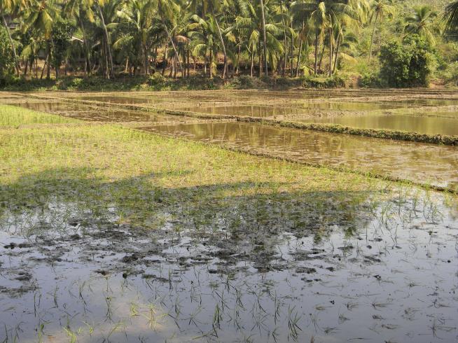 India: US Tourist Dead After Falling Into Rice Paddy