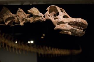 Mystery Behind 'Biggest' Dinosaur: a Missing Bone
