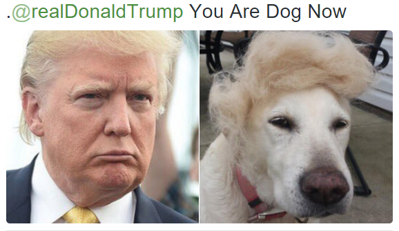 Twitter Account Will Find Your Doggy Doppelganger