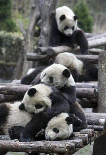 3 Pandas Missing in Quake
