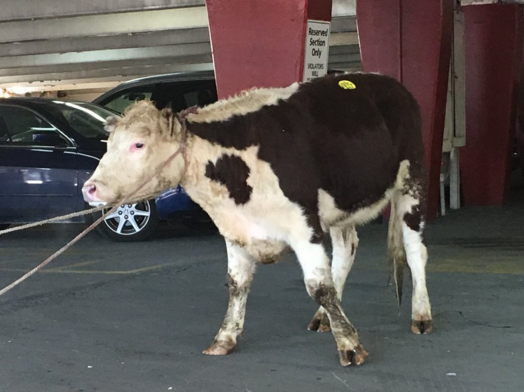 Runaway Cow Roped by NYPD Gets New Home