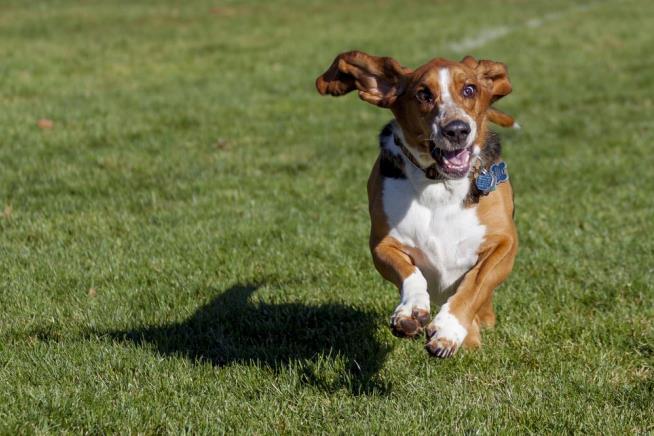 Dog Enters Half Marathon, Comes in 7th