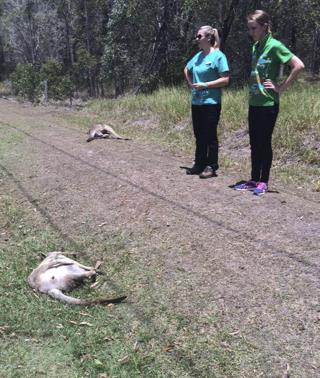 Aussie Horror: Driver Mows Down 17 Kangaroos