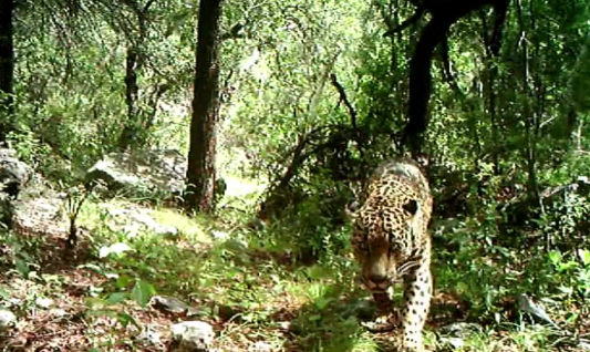 The US' Only Wild Jaguar Caught on Video