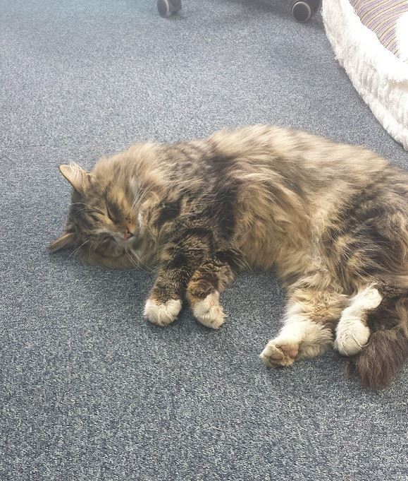 Lost Cat Found Living in Pet Food Warehouse