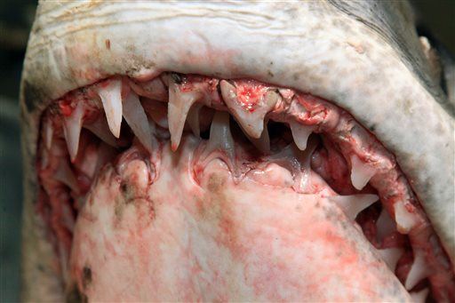 Study: Sharks May Help Make Human Tooth Loss History