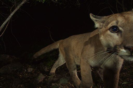 Cougars Increasingly Making Meals of Dogs, Cats