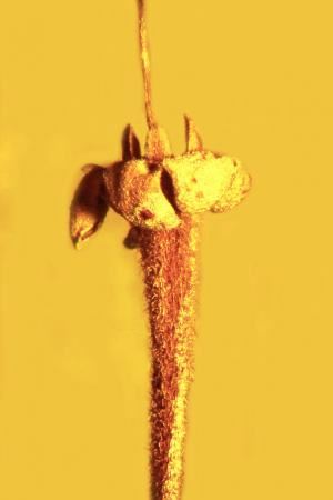 Ancient Flower Species Found Trapped in Amber