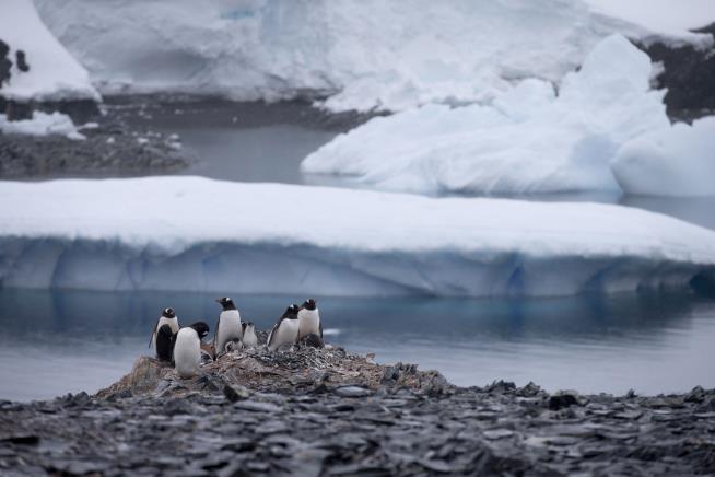 150K 'Dead' Penguins Might Just Be Chilling Elsewhere