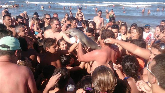 Baby Dolphin Dies After Humans Take Selfies With It