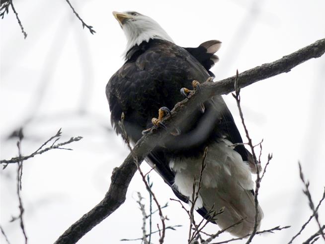 13 Bald Eagles Found Dead in Maryland