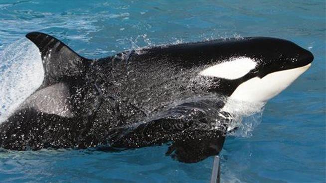 SeaWorld: Yes, Our Workers Spied as 'Animal Activists'