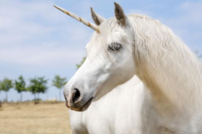 Cops Spent 4 Hours Looking for a 'Unicorn'