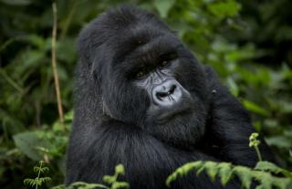 Wild Gorillas Make Up Songs While They Eat