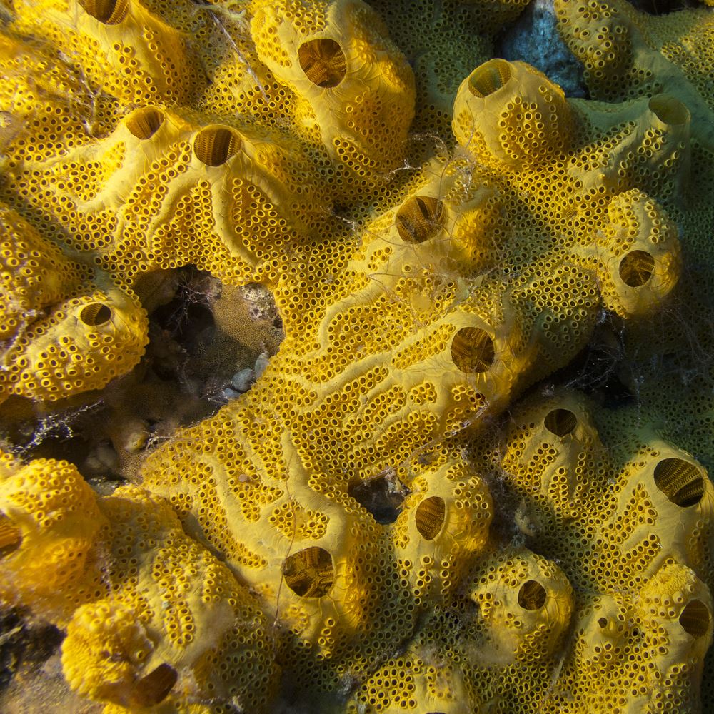 Sea Sponges Were Earth's First Animals