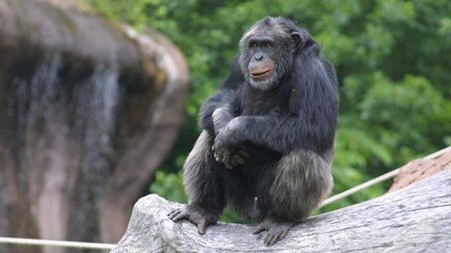Chimps Are Inexplicably Hurling Rocks at Trees