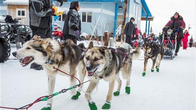 Alaska Has to Bring in Snow for Iditarod