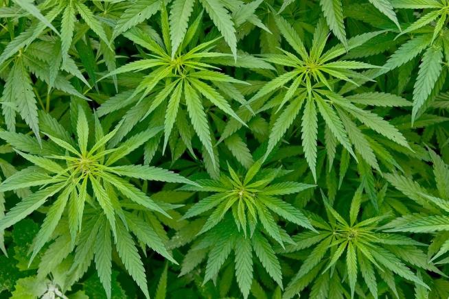 FDA Could Soon Approve 1st Drug Extracted From Marijuana
