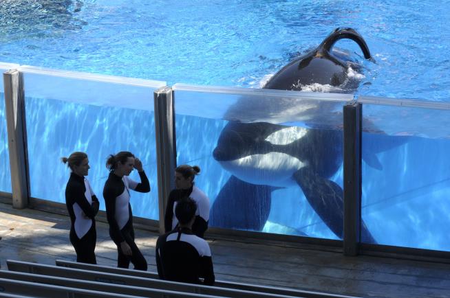 SeaWorld Ending Orca Shows, Breeding