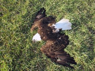 Bald Eagle Die-Offs in 2 States Investigated