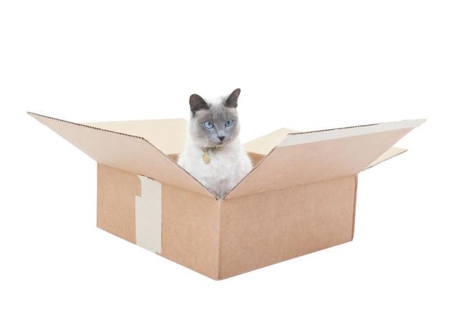 Woman Ships Box of DVDs With Her Cat Inside