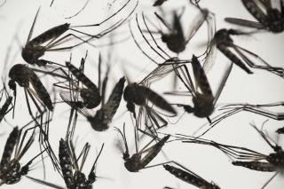 The 10 Worst US Cities for Mosquitoes