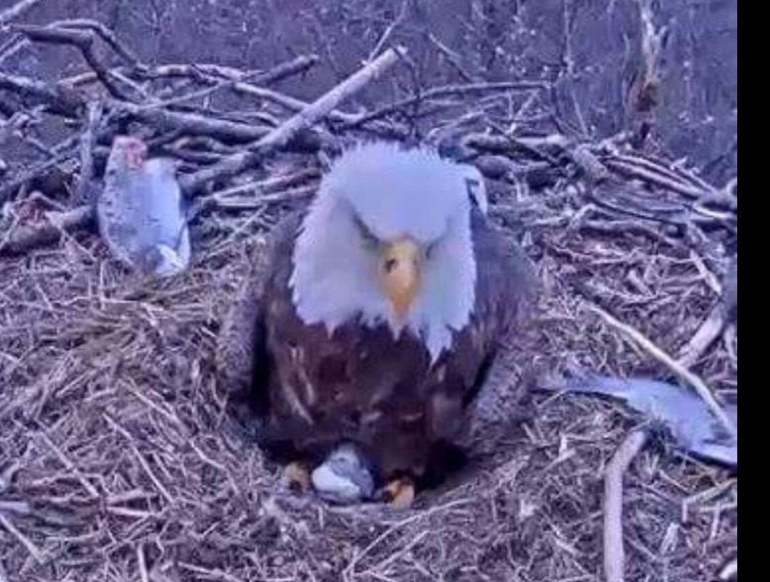 Pennsylvania Bald Eagle Baby Dies on Livecam