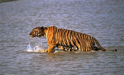 World's Tiger Count Rises, but It's Complicated