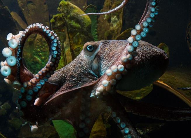 Octopus Breaks Out of National Aquarium