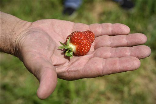 When It Comes to Pesticides, Strawberries Now the Worst