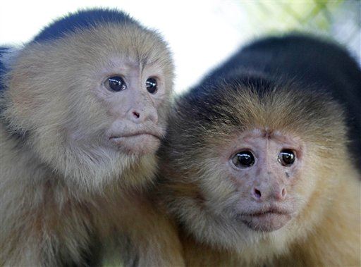 North America's 1st Monkey Crossed a Sea to Get There