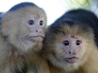 North America's 1st Monkey Crossed a Sea to Get There