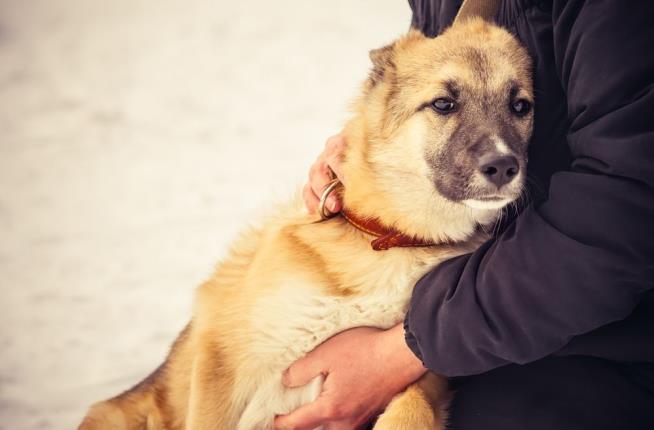 Dog Hugs: 5 Most Incredible Discoveries of the Week