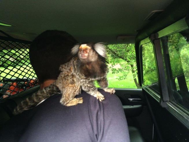 Cops Easily Find Suspect, Thanks to Monkey on His Back