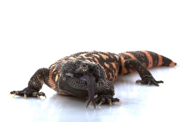Woman Pleads Not Guilty to Icing Gila Monster With Screwdriver