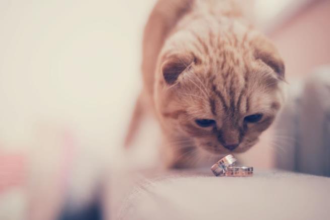 Couple's Wedding Guest List: 1,100 Cats