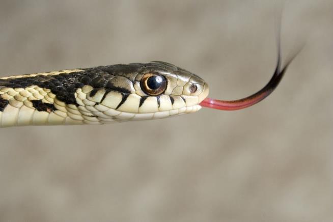 Nothing Stops the Mail …Except One Carrier's Major Snake Phobia