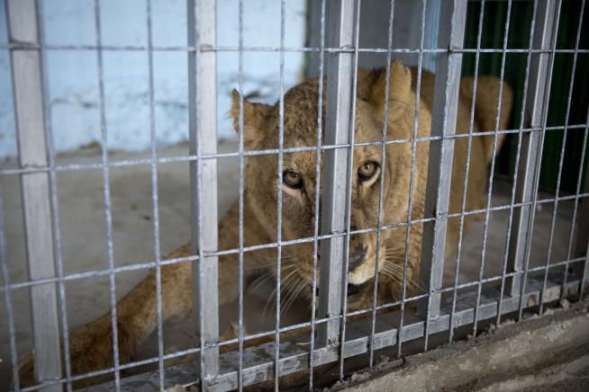 Guy Attempts Suicide by Jumping in Lion Cage