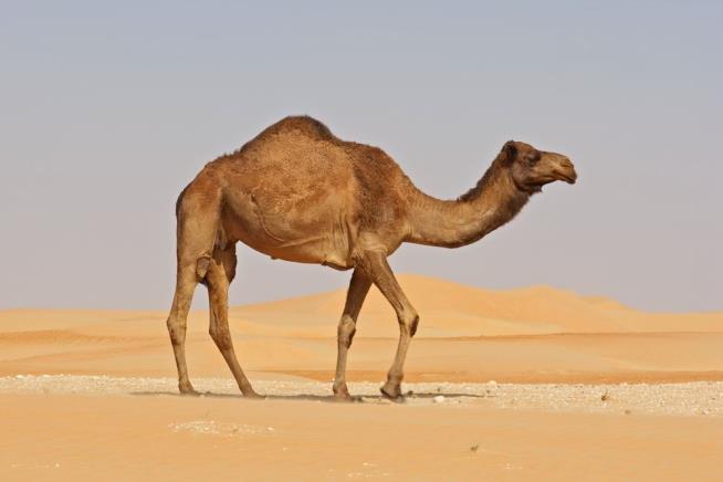 Man's Head Reportedly Severed by His Camel