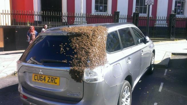 20K Bees Follow Woman for 2 Days