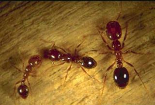 Fire Ants Kill Woman Planning Mom's Funeral