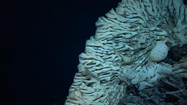 Minivan-Sized Sea Sponge Is New to Science